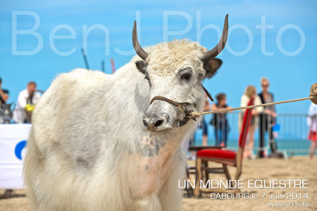BenJPhoto-DSC_6507