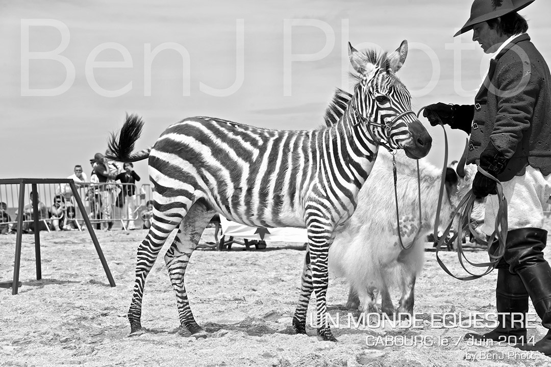 BenJPhoto-DSC_6506