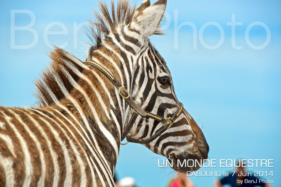 BenJPhoto-DSC_6511