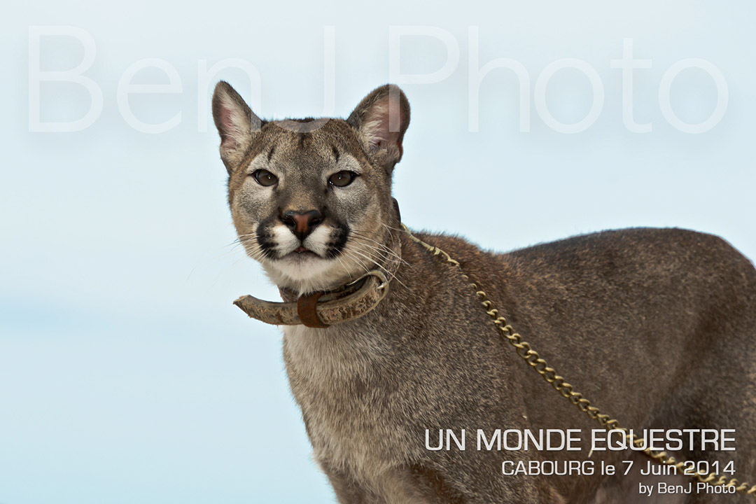 BenJPhoto-DSC_6525