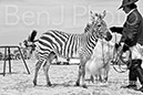 BenJPhoto-DSC_6506