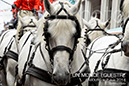 BenJPhoto-DSC_6416