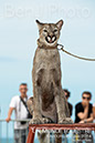BenJPhoto-DSC_6527